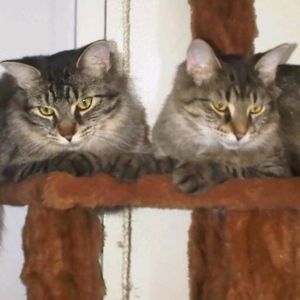 Meet your Posher, Toni